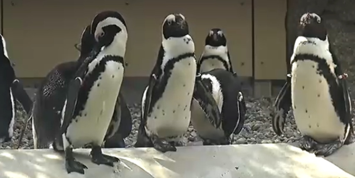 san diego zoo virtual field trip